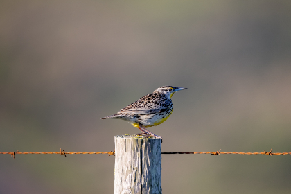 99re免费视频精品全部