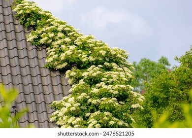 8×8X海外永久免费视频