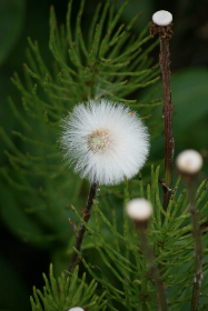 99久久青青草原思思