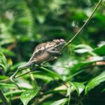 videohub 20x20 12g:高效视频分配解决方案,提升您的媒体工作流 8i7jja0o2