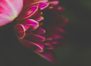 如何找到pilpil污染版的入口位置及相关信息