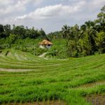 vicineko akt genshin:探索维西内科的神秘角色与技能解析 qcf4m