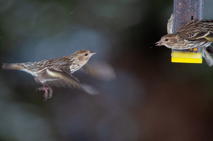 探索zztt24：揭示其背后的秘密与应用
