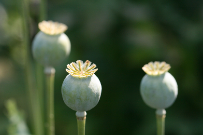 探索免费VIP服务：Freeok VIP CN的独特优势与体验